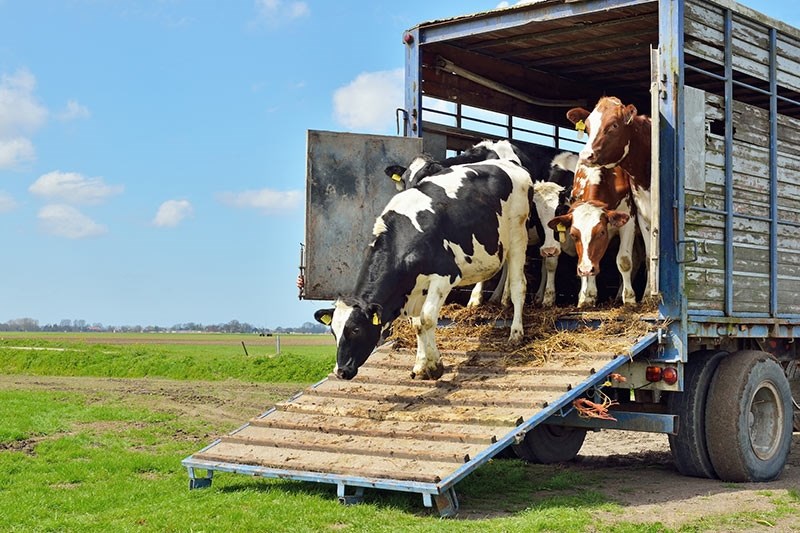 dyretransport_2